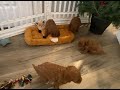 Cavapoo dogs for sale: Scout - Video 1