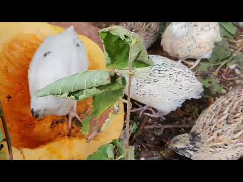 Wachteln im Herbst Teil 2 - Herbststall