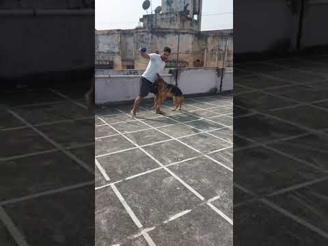 #NORAH's playtime at terrace. #GSD