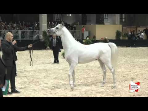 N 216 BAROK   Verona 2015   Stallions 4 6 years old Class 10