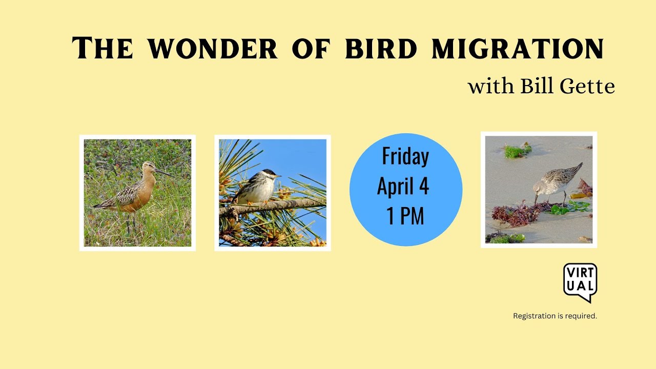 The Wonder of Bird Migration with Bill Gette