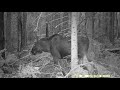 what does wild moose eat elk eat aspen in the forest