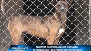 info protectora de animales casi mil perros