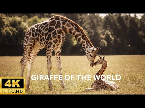 4K Giraffe Scenic Relaxation Music Background | 4K Giraffe youtube moments | 4K Giraffe Animal HD 4K
