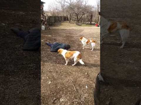 Las fierbinti Certesti