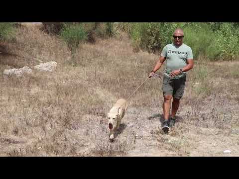 Vídeo de TASS