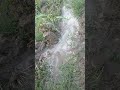 Apne Gaao Ka Ek Sundar Drishya Villagelife Viralvideo Villagevlog Village Gramsamajdarshan