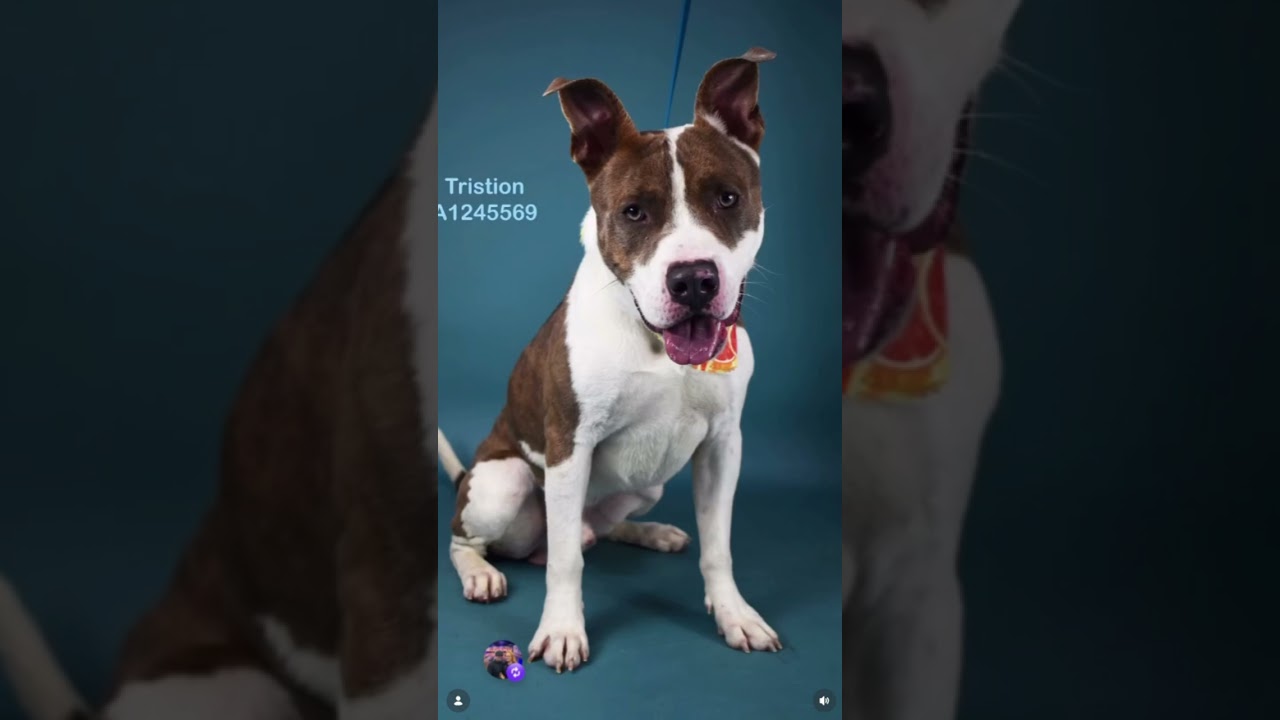 Enlarge Tristan -- URGENT, an adoptable mixed breed in Thousand Oaks, CA video 2/6