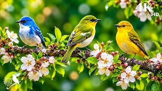 Soft Piano with Natural Birdsong 🌿 Relax, Let Go of Stress & Drift Into Deep Sleep