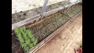 TRANSPLANTING BUNCHING ONIONS INTO RAISED BEDS