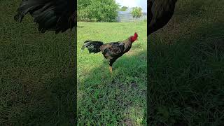 Download lagu Ayam Wido Pukul KO/Warna Yang Menyatu Dengan Alam #shortvideo #funny #shorts #short #ayamkampung mp3
