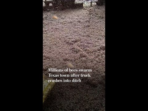 Millions of bees swarm Texas town after truck crashes into ditch