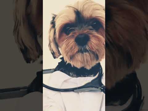 Doctor dog for female  #petshorts #shorts #pets
