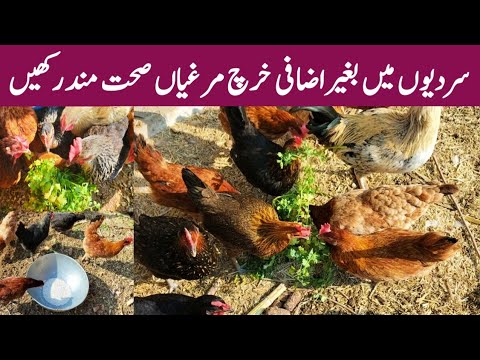 , title : 'Tips to Keep Your Chickens Happy this Winter | Chicken Winter Care with Dr. ARSHAD'
