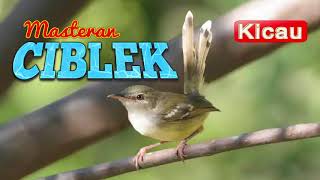 Download lagu Suara Burung CIBLEK GACOR (Masteran) mp3