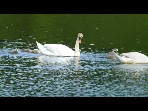 Łabędź niemy (Cygnus olor) i jego rodzina