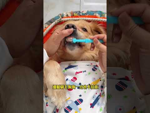 No creas que cepillarle los dientes a tu perro es una barbaridad.  Cuando tu perro crece y sus dien