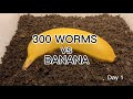 【SDGs】300 Worms vs Banana ＃vermicompost  ＃earthworm