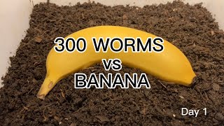 【SDGs】300 Worms vs Banana ＃vermicompost  ＃earthworm