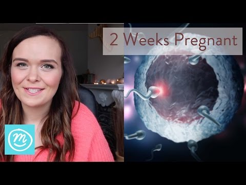 2 Weeks Pregnant: What You Need To Know - Channel Mum
