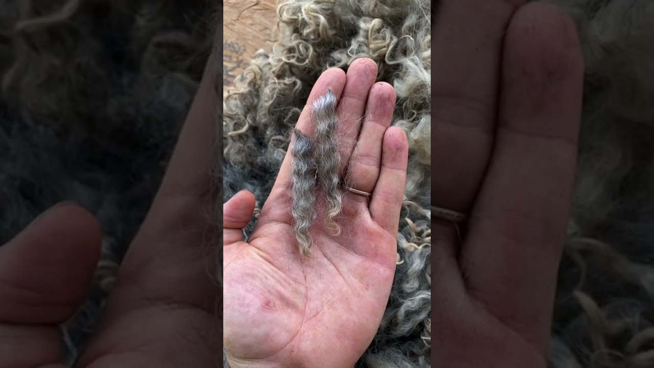 Wool Processing