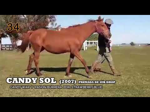 Lote CANDY SOL