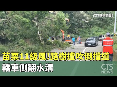 苗栗11級風！　路樹遭吹倒擋道　轎車側翻水溝