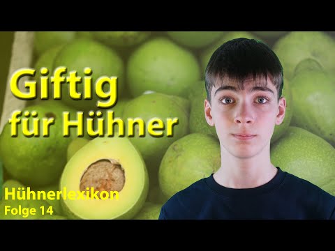 Warning: Poisonous! Chickens must not eat these things | Chicken Encyclopedia Episode 14