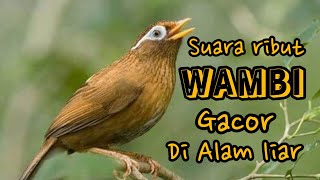 Download lagu SUARA PIKAT & MASTERAN BURUNG WAMBI RIBUT DI ALAM LIAR 💯%AUTO NYAUT mp3 Download lagu SUARA PIKAT & MASTERAN BURUNG WAMBI RIBUT DI ALAM LIAR 💯%AUTO NYAUT mp3