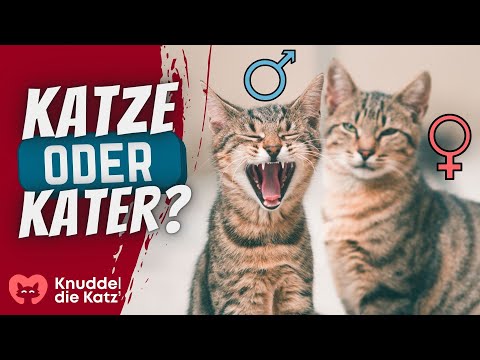 Die 8 Unterschiede zwischen Katze und Kater!