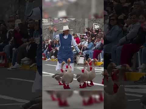 Arequipa: Patos "desfilan" por Fiestas Patrias