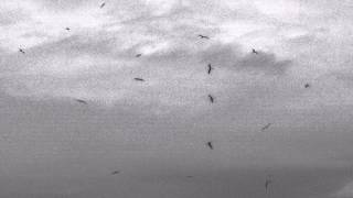 Down Turned Self Pity - Tomorrows Tulips