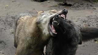 animales  lobo omega atacado