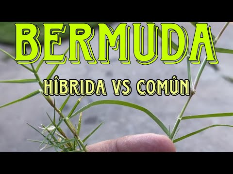 Diferencia entre Bermuda Híbrida y Común