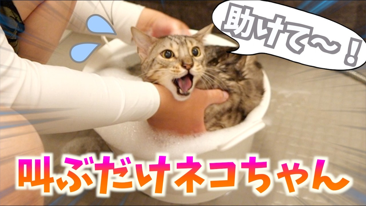 お風呂の作法を忘れてしまい、どうしたいいのかわからなくなった猫