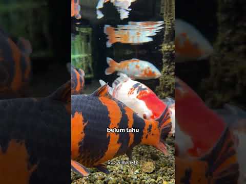 Ikan Koi di JEPANG Super LANGKA!!! Cuma 0.1% bikin KAGET!!