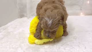 ハーフ犬の動画01