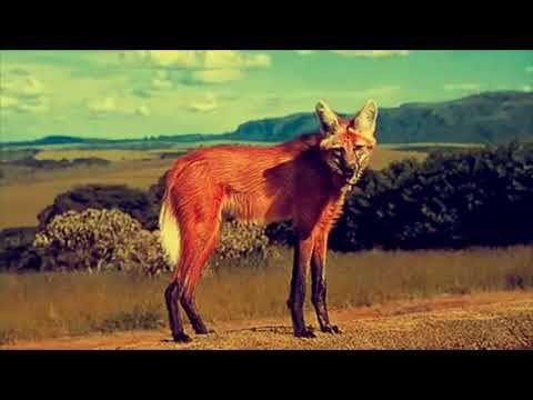 Gershwin（Toninho Horta）Nuvires-La