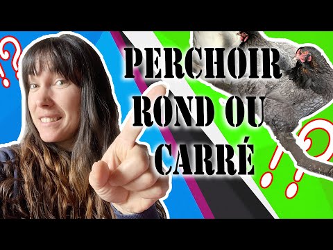 perchoir idéal pour les poules