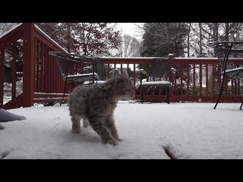 2017-12-09 Gigi the Highlander experiences snow for the first time