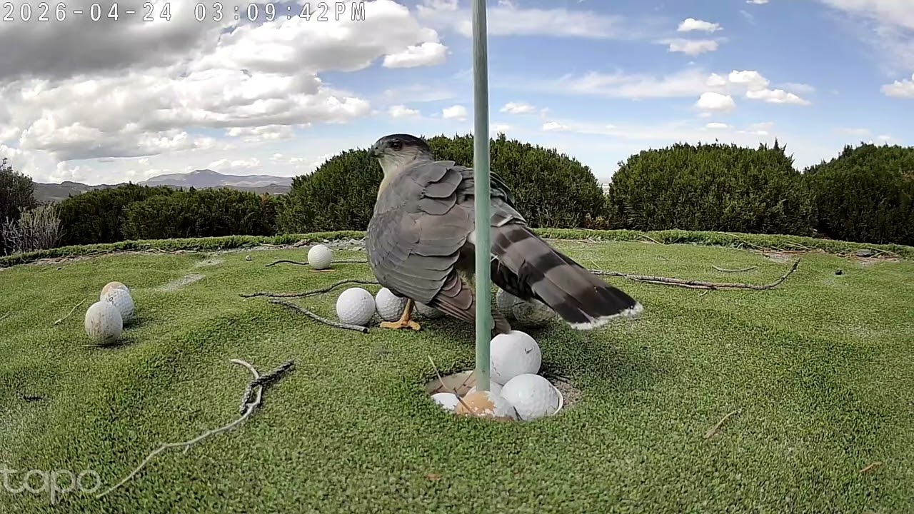 Hawk Mistakes Golf Balls for Her Eggs || ViralHog