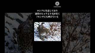#shorts  世界に100頭以下　絶滅危惧種動物3選