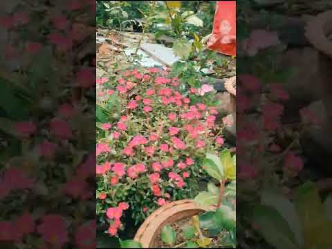 #SUMMER BLESSINGS FLOWER#