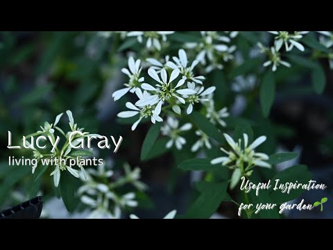 ヴィーニャ・ウングイクラータについて詳しく解説