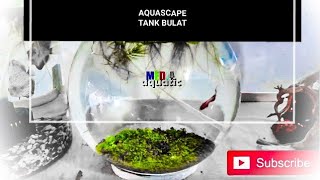 menanam carpet seed di Tank bundar untuk Cupang