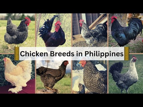 Best Heritage Chicken Breeds in the Philippines 🐓🇵🇭 with Characterisation in English Subtitles