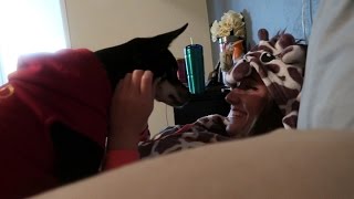 A DOG AND A GIRAFFE?!?! | Daily Dose S2Ep86
