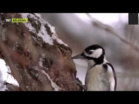 Ağaçkakanın Gagası ile Yaptığı Marifetleri