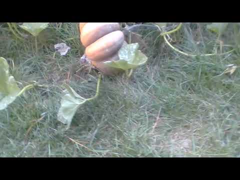 download lagu mp3 mp4 Fairy Tail Pumpkin, download lagu Fairy Tail Pumpkin gratis, unduh video klip Fairy Tail Pumpkin