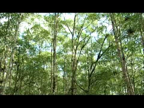 Grupo Bahía-Rumba Chonta